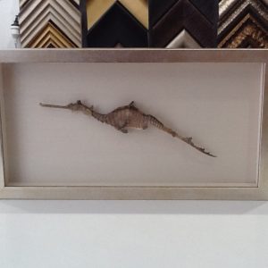 Framing of a sea horse