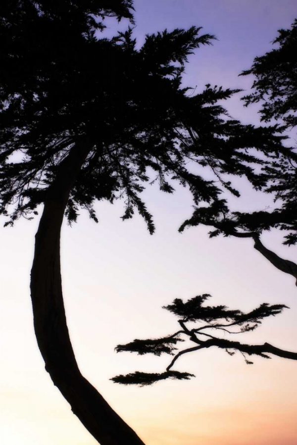 Cypress Silhouette II