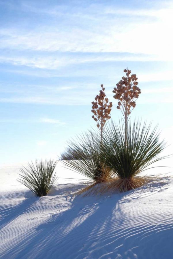 Yuccas and White Sand II