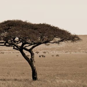 Serengeti Horizons I