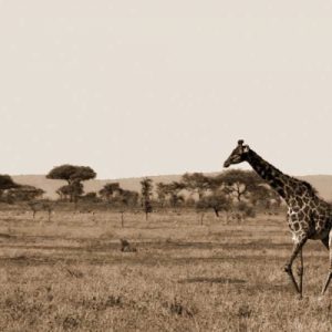 Serengeti Horizons II