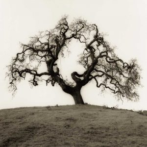 Hillside Oak Tree