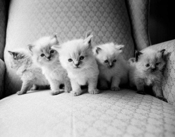 Five Kittens