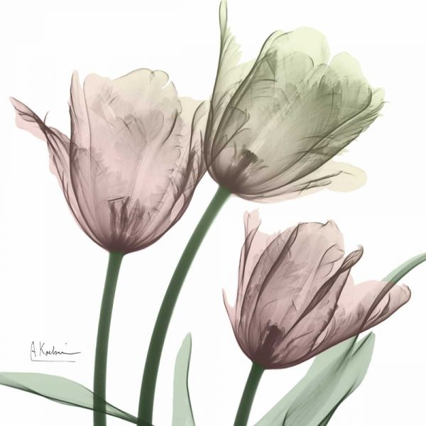 Natural Luster Tulips 1