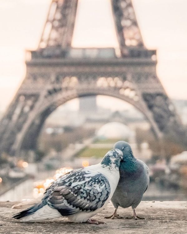 Love Birds in Paris