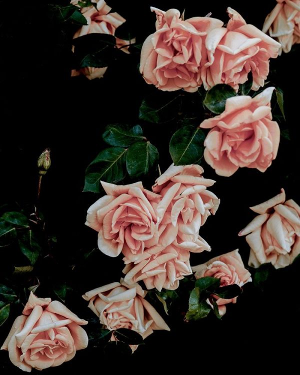Dark Blush Roses