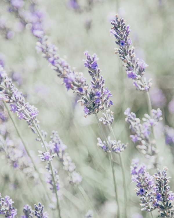 Bleached Lavender in Field