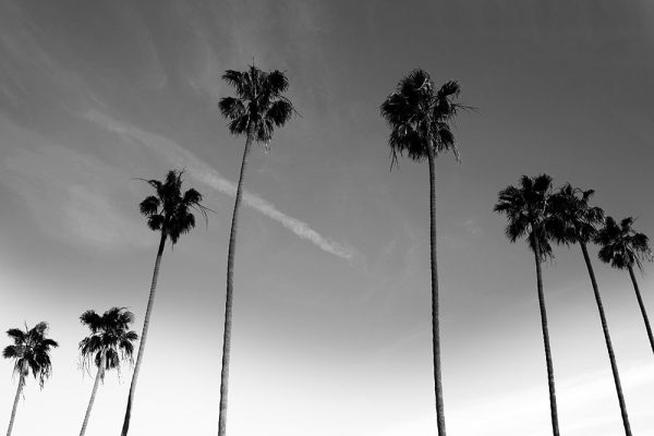 Passerby Palms
