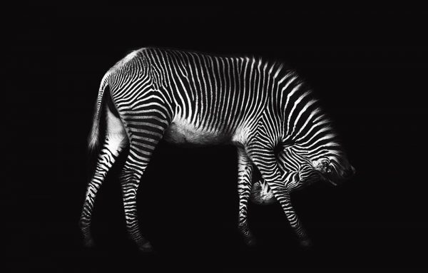 Zebra Solo