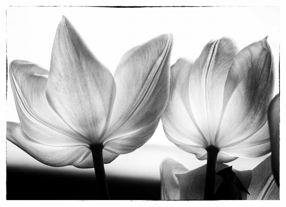 Translucent Tulips V - Art and Frame - Adelaide