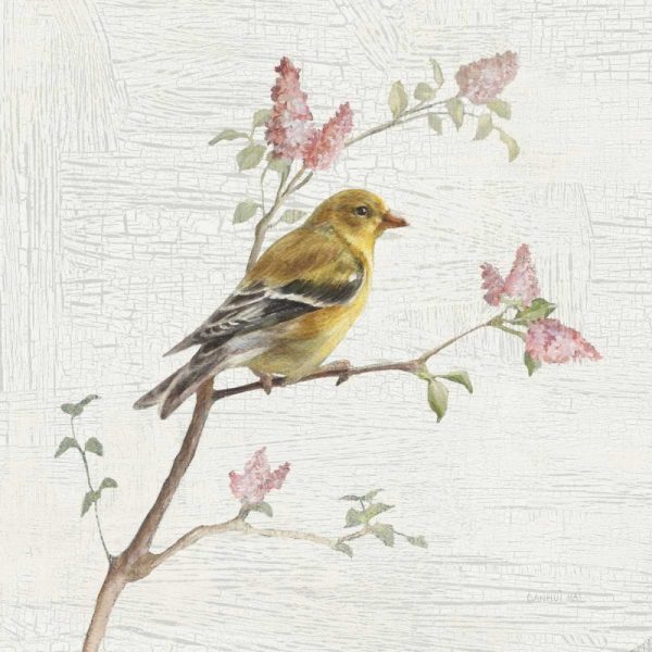 Female Goldfinch Vintage