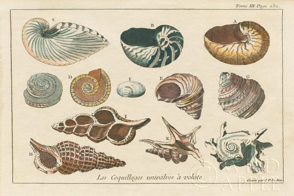 Shell Etchings I