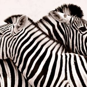 Zebras in love