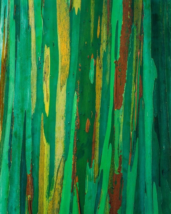 Painted Eucalyptus Bark I
