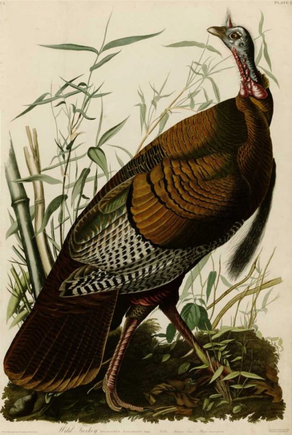 Willd Turkey