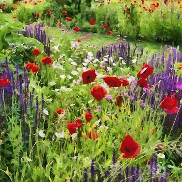 Lupins and Poppies