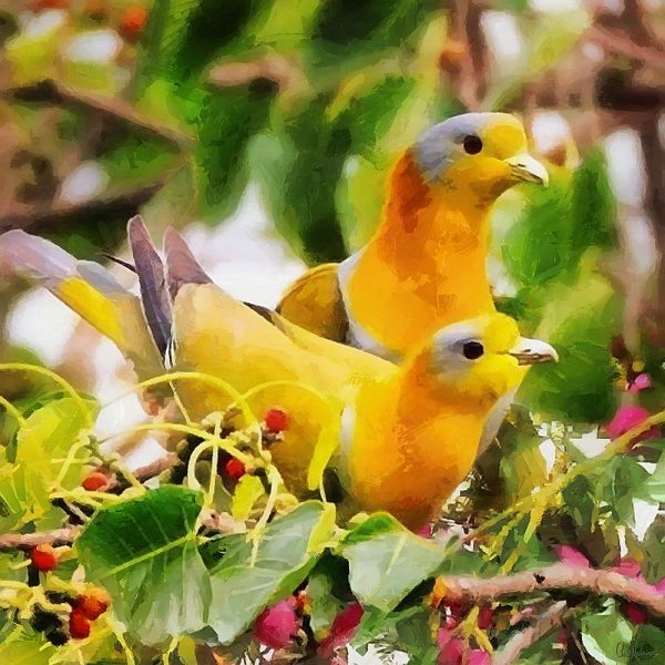 Two Yellow Pigeons