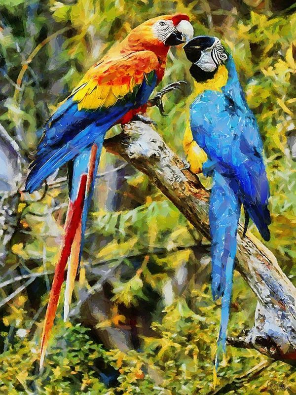 Two Fighting Parrots