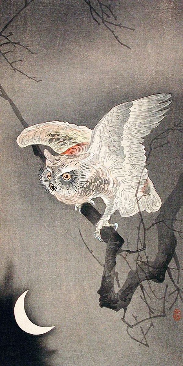 Scops Owl in Moonlight