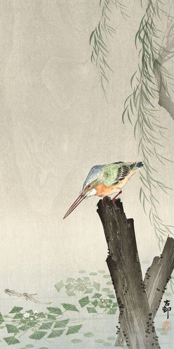 Kingfisher on a tree stump